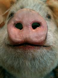 Not By The Hair Of My Chinny Chin Chin Gif Not By The Hair On My Chinny Chin Chin Find Out The Wholepicture On The Guardian Later Tonight Or For Uk Users O Animal Noses Cute Animals Piggy Wiggy