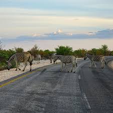 Take Me Back To An Actual And Literal Zebra Crossing On The Roads Of Etosha National Park Namibia 11 19