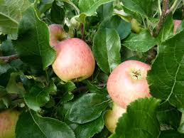 Leaves, bark, twigs, and fruit can make quick work of tree identification. Diagnostic Leaf Atlas Suffolk Fruit And Trees The Fruit Tree Specialists