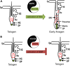 However, if your employers decide your hair follicles should be. The Balance Of Bmp6 And Wnt10b Regulates The Telogen Anagen Transition Of Hair Follicles Cell Communication And Signaling Full Text