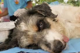 It's not known how many people have stomach ulcers, although they're thought to be quite common. Benign Tumors In Dogs Symptoms Causes Diagnosis Treatment Recovery Management Cost