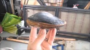 The Live Version Of Mussels Midye Nin Canli Hali Youtube