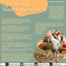 Cara budidaya ayam petelur selanjutnya yaitu dengan melengkapi peralatan yang ada pada kandang ayam. Tips Memulai Ternak Ayam Arab Podomoro Poultry Equipment