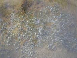 Once they hatch, they sink to the bottom of the pond. Fish Eggs