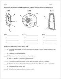 Cell Structure And Function Review Worksheet Structure And Function Cell Structure Biology Worksheet