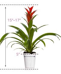 How to care for a bromeliad plant. Bromeliad Plants Just Add Ice Orchids