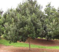 Image result for Macadamia aff. integrifolia