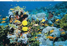 Image result for organisms and their environment