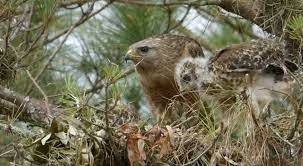 Protecting yourself from hawk attacks