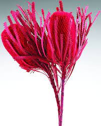 Dried Banksia Hookeriana Flowers With Dyed Leaves Flowers Protea Flower Dried Flowers
