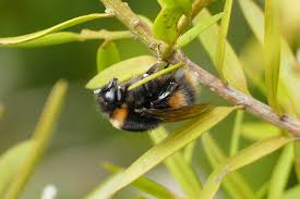 Image result for Bombus terrestris