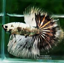 Sparkle Copper Ghost Halfmoon Betta Balik