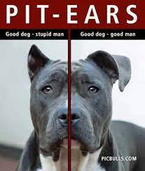 In part this practice is done to conform to breed standards, and in part to make the dog look more imposing. Pin By Andrea Rios On All Things Pitbull Pitbull Terrier Pitbulls American Pitbull Terrier