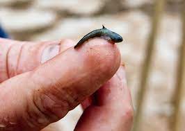 Baby Catfish Living Life One Picture At A Times Blog