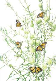 Monarch Butterflies In A Swan Plant Monarch Tattoo Monarch Butterfly Butterfly Garden