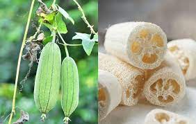 How To Grow Luffa Turn Them Into Sponges Luffa Loofa Gourds