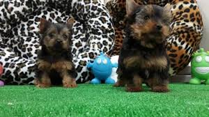 Yorkshire Terrier Yorkshire Terrier Kopek Kopekseverler Kopeksahiplendirme Kopekyavrusu Evcilhayvan Evc Yorkshire Terrier Evcil Hayvanlar Yorkshire
