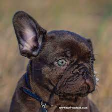 Chocolate French Bulldog Puppy For Sale French Bulldog Puppies Bulldog Puppies Bulldog