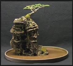 Bonsai Termahal Di Indonesia