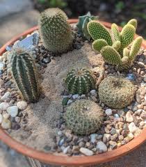 Growing a cactus garden is a great way to experiment with unusual and unique plants. First Time Cactus Garden Tried To Make It Look Natural What Do You Think Cactus