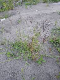 Image result for Digitaria calcarata