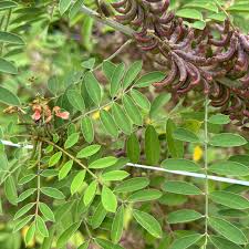 Image result for Indigofera subulata