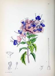 Image result for Karomia tettensis