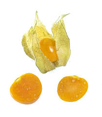 Image result for Physalis pubescens