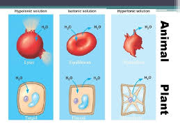 Plant cells lyse hypotonic solution. Cell Transport Passive Transport And Osmosis Cell Size