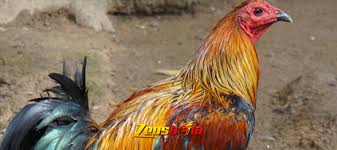 Sportifitas pertarungan sabung ayam derby manila filipina. Ciri Serta Keunggulan Ayam Peru Asli Dewazeus