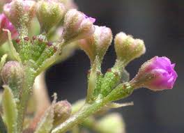 Image result for Commicarpus helenae