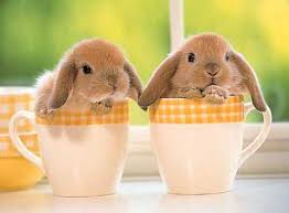 Résultat de recherche d'images pour 'lapins'