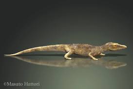 Image result for Proterosuchus