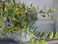 Der olivenbaum benötigt viel licht und sollte deshalb nicht in einem dunklen keller stehen. 25 Olivenbaume Ideen Olivenbaumchen Baum Olivenbaum