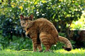 Empty your brushes onto the garden and. How To Deter Cats From Coming Into Your Garden 8 Simple Tips To Keep Felines Out Express Co Uk