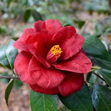 Maybe you would like to learn more about one of these? Royal Velvet Camellia Camellia Japonica Royal Velvet In Lafayette Louisiana La At All Seasons Nursery