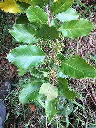 Image result for Maesa lanceolata