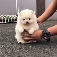 Weisser Hund Des Welpen Susser Welpe Mole Rat Des Hund Mole Rat Susser Weisser Welpe Sevimli Hayvan Yavrulari Hayvanlar Komik Kopek Fotograflari