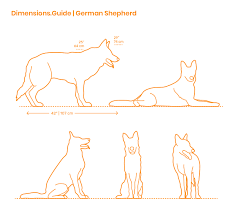 German Shepherd Dimensions Drawings Dimensions Guide
