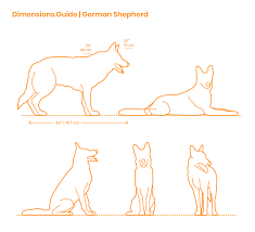 german shepherd dimensions drawings dimensions guide