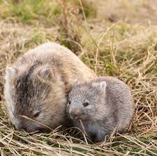 Australian Native Wombats In 2020 Cute Australian Animals Cute Animals Australia Animals