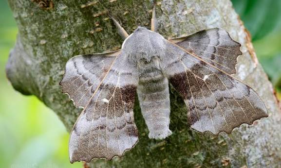 Poplar Hawk-moth | Butterfly Conservation