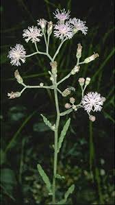 Image result for Vernonia cinerea