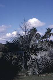 Image result for Nannorrhops