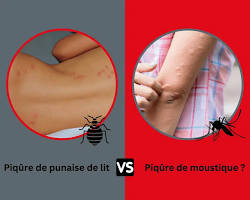 différence piqure moustique et punaise de lit comparaison, généré par IA
