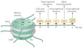 Furthermore, proteomic sequencing data of ground squirrel histones identified lysine 19 and 24 acetylation on histone h3, while acetylation sites identified on h2b were lysine 6, 47. Post Transcriptional Modifications Ptms Of Histones Affect Gene Transcription