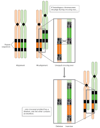 genetic mutation learn science at scitable