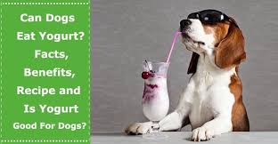 Can Dogs Eat Yogurt Facts Benefits Recipe And Is Yogurt Good For Dogs Petxu Can Dogs Eat Yogurt Can Dogs Eat Yogurt For Dogs