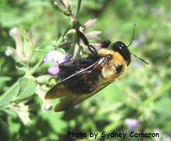 • bumble bees do not communicate by dancing, rather they communicate by. Bee Stings Beespotter University Of Illinois