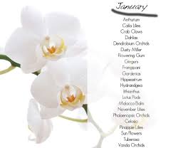 We did not find results for: 7 Best Seasonal Flowers By Month Ideas Seasonal Flowers Flowers Seasons
